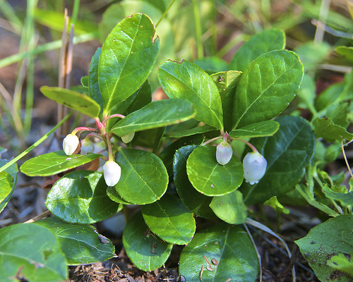 Hardy plants: Wintergreen